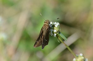 183 2015-01160723 Everglades NP, FL